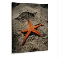 Set ploča zidna umjetnost na platnu bez okvira, narančasta Morska zvijezda na pijesku, galerija modernog uređenja