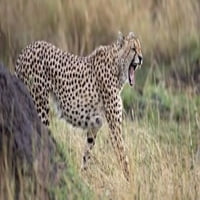 Ispis plakata s gepardom koji hoda po polju