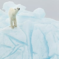 Polarni medvjed na tisku plakata s ledenom brijegom - Joan Gil Raga
