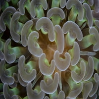 Pojedinosti sidrenog koralja koji raste u tjesnacu Lembeh, Indonezija. Print plakata Ethan Daniels Stocktrek slike