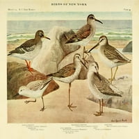 Ispis plakata Njujorške ptice, obalne ptice, L. A. Fuertes