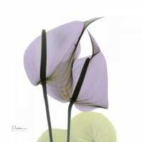 Poklon cvijeća u tisku plakata Lavande od strane Alberta Koetiera