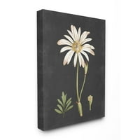 Botanički crtež bijelog cvijeta na Crnom dizajnerskom platnu s natpisima i podstavom