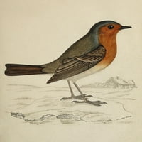 Povijest britanskih ptica Robin Poster tisak nepoznatog