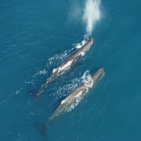 Pogled iz zraka na dvije kitove sperme od Kaikoura, Novi Zeland. Ispis plakata od VWPICS Stocktrek slike