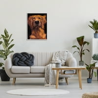Stupell Industries Golden Retriever Portret za kućne ljubimce Portret Bold Animal Slikanje, 30, dizajn Thomasa