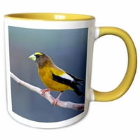 3droz večernji buckbeak-passerina ptica iz obitelji finch. - Dvobojna žuta šalica, 11 oz.