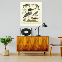 Antique Kingfisher plakat - Alexander Wilson Designs