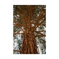 Zaštitni znak grananje drveća Umjetnost platna iz mumbo-a