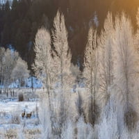 Wyoming, Grand Teton NP smrznuta stabla i Elk Cathy - Gordon Illg
