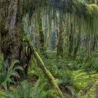 Mahovita bujna šuma duž staze Maple Glade u kišnoj šumi Quinault u Olimpijskom NP -u, WA PRINT POSTER CHUCK HANEY