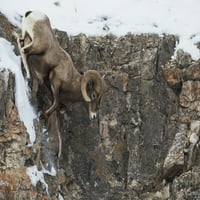 Stjenovite planinske ovce koje se probijaju preko zimske litice, ispis plakata Kena Archera