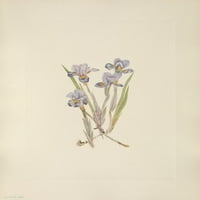 Američko divlje cvijeće Proljetni Iris ispis plakata Marije V. Volcott