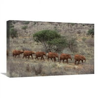 U. Afrički slon Mladi siročad, Nacionalni park Tsavo East, Kenijski umjetnički tisak - Gerry Ellis