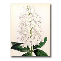 Drevna bijela orhideja III Slikanje platna umjetnički tisak